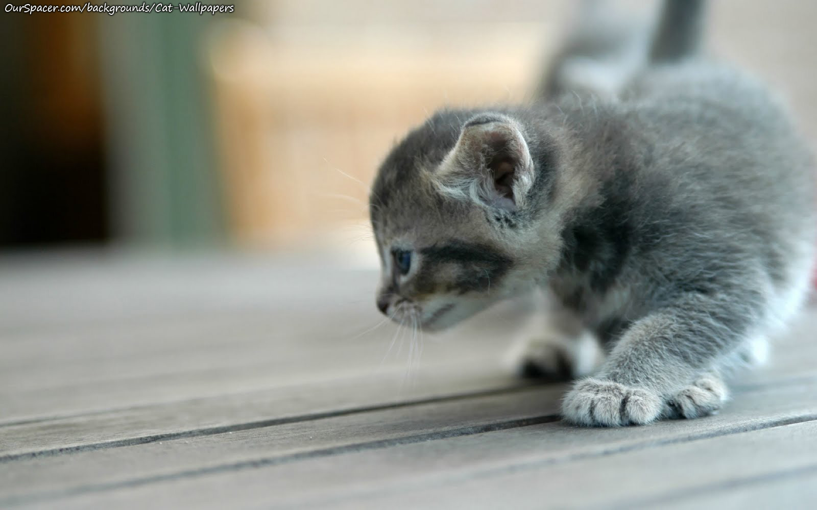 Grey kitten stalking his prey wallpapers for myspace, twitter, and hi5 backgrounds