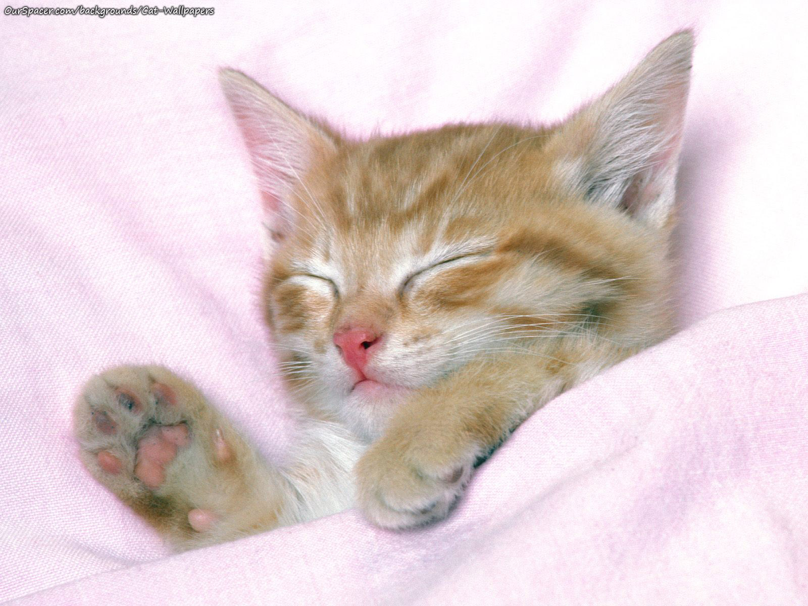 Kitten taking a nap wallpapers for myspace, twitter, and hi5 backgrounds