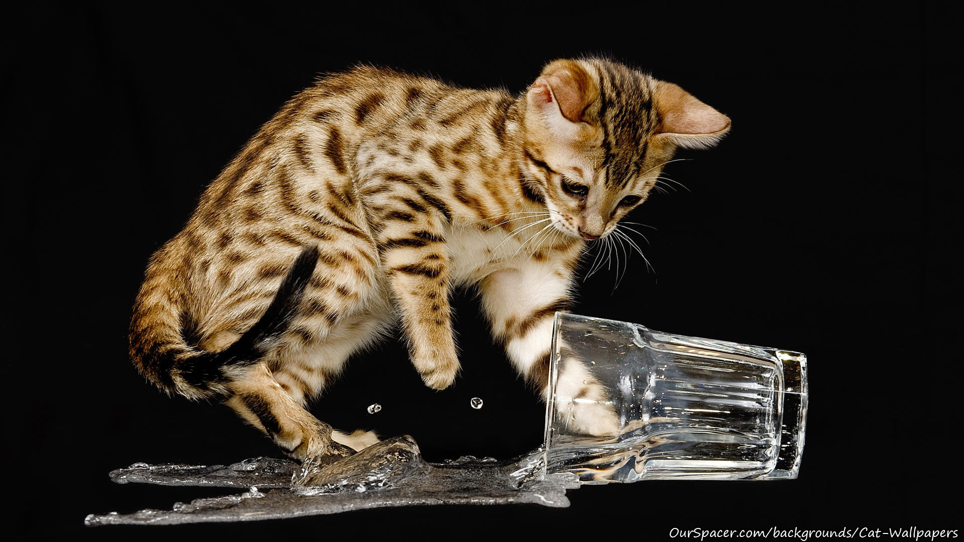 Tiger cat dropped a glass of water wallpapers for myspace, twitter, and hi5 backgrounds
