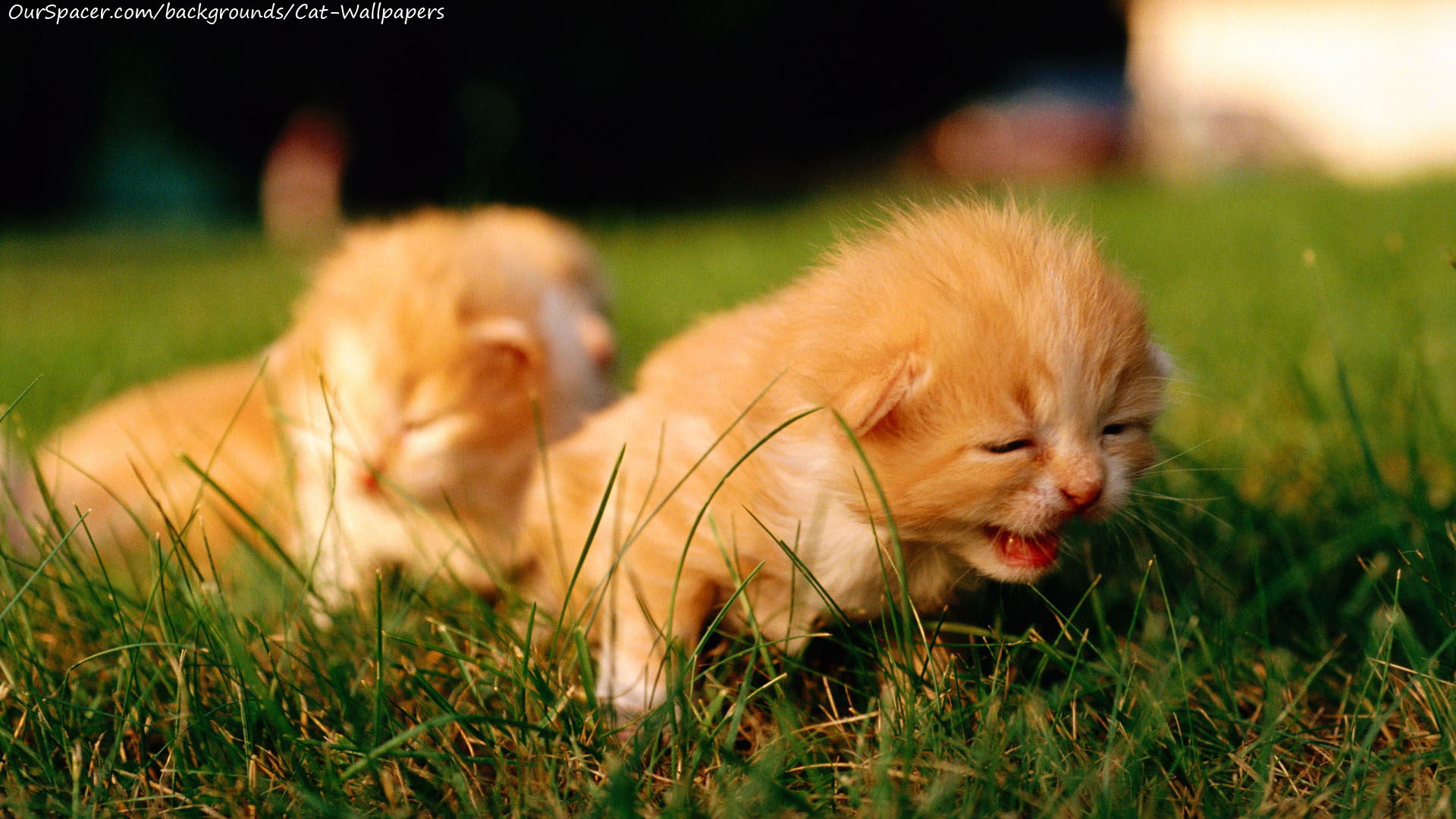Two kittens, one kitten is yawning wallpapers for myspace, twitter, and hi5 backgrounds