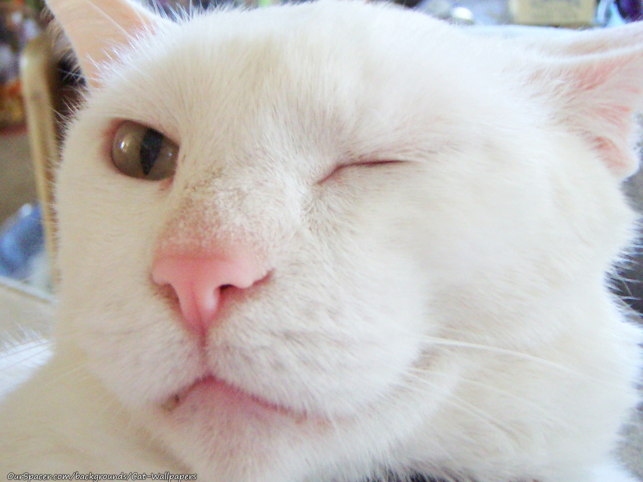 White cat winking wallpapers for myspace, twitter, and hi5 backgrounds