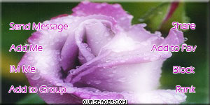 purple rose in the rain contact table